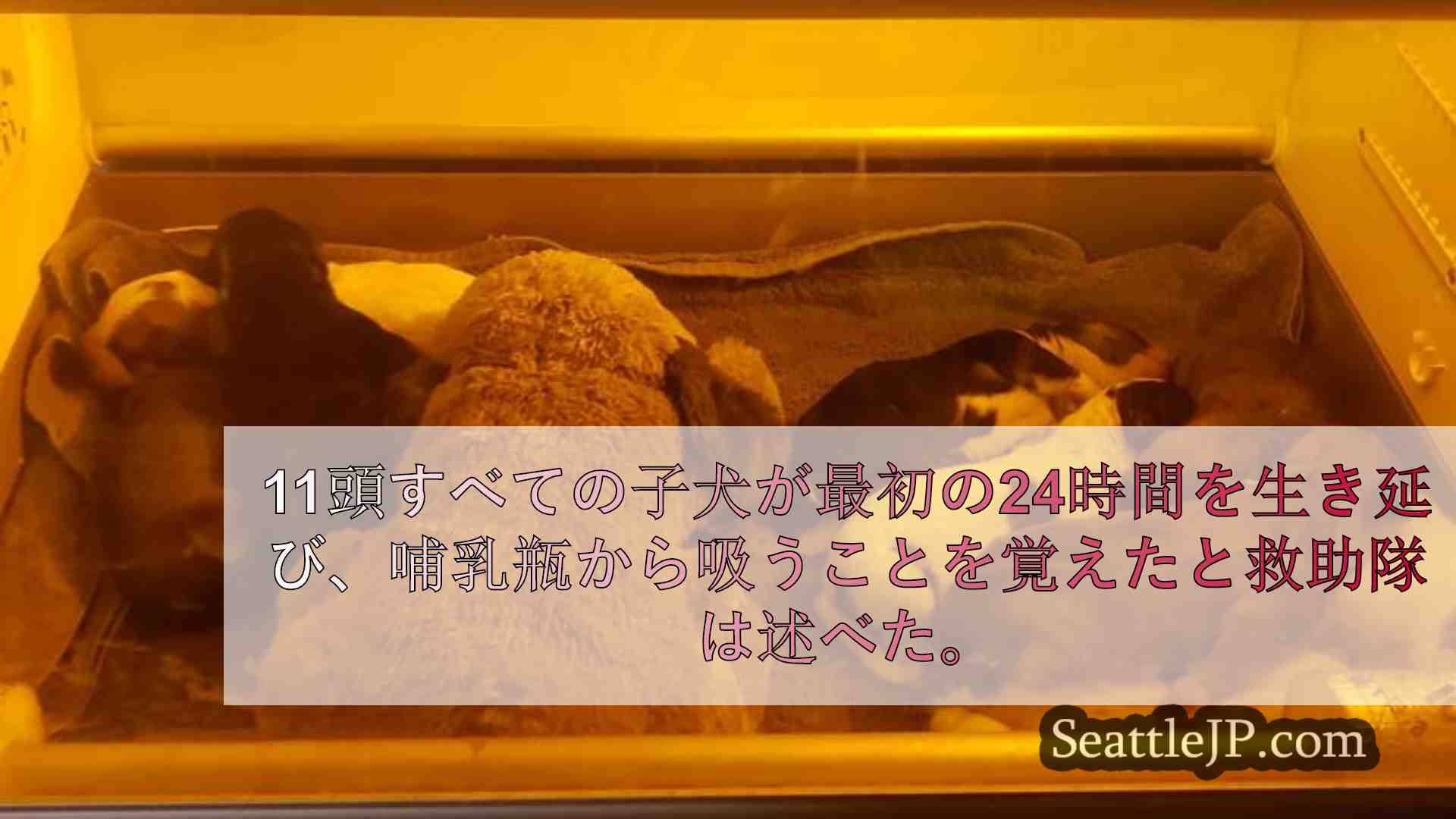 オリンピアのレスキュー隊、キャピトルの森に捨てられた11匹の生まれたばかりの子犬