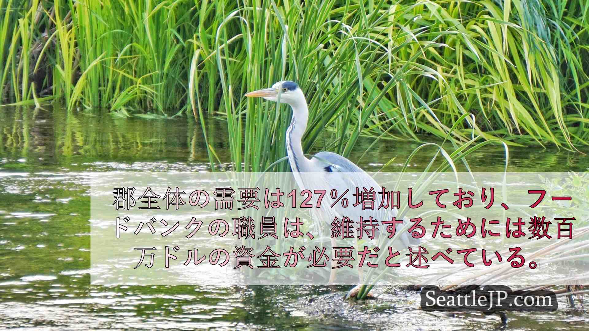 シアトルニュース SeattleJP