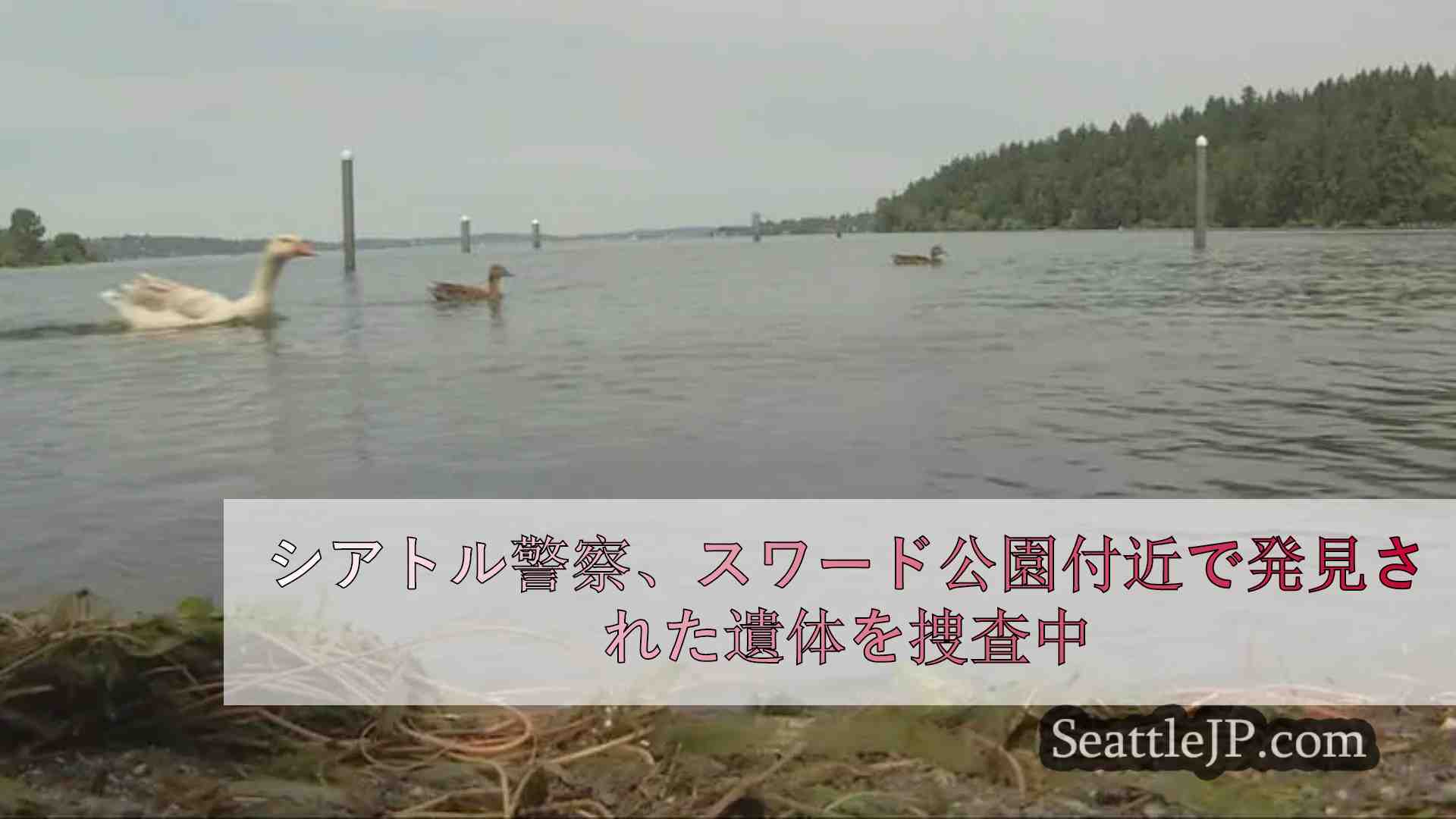 シアトル警察、スワード公園付近で発見された遺体を捜査中