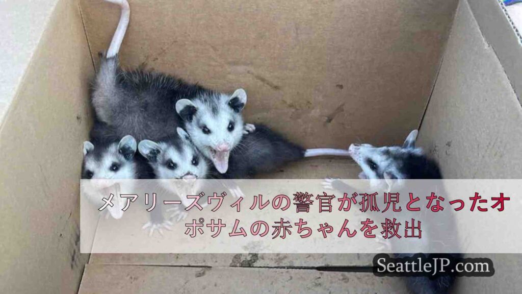 メアリーズヴィルの警官が孤児となったオポサムの赤ちゃんを救出