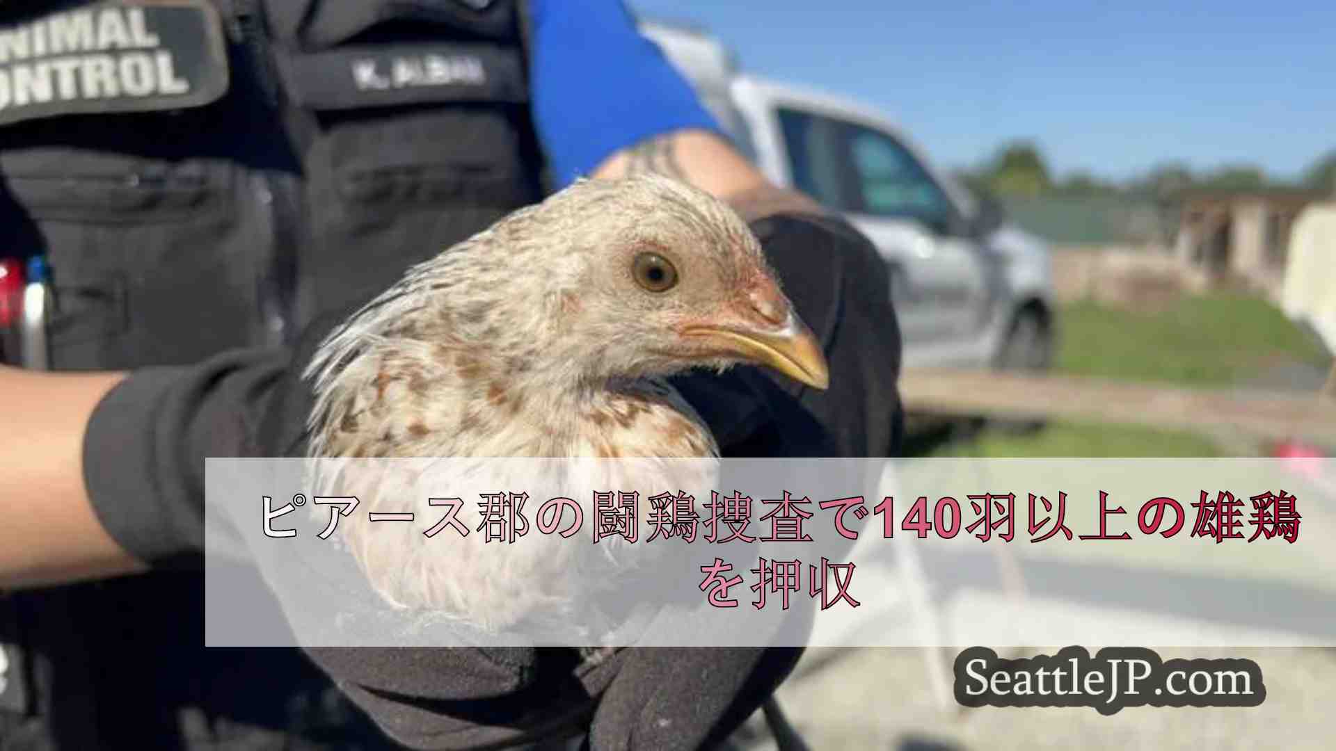 ピアース郡の闘鶏捜査で140羽以上の雄鶏を押収