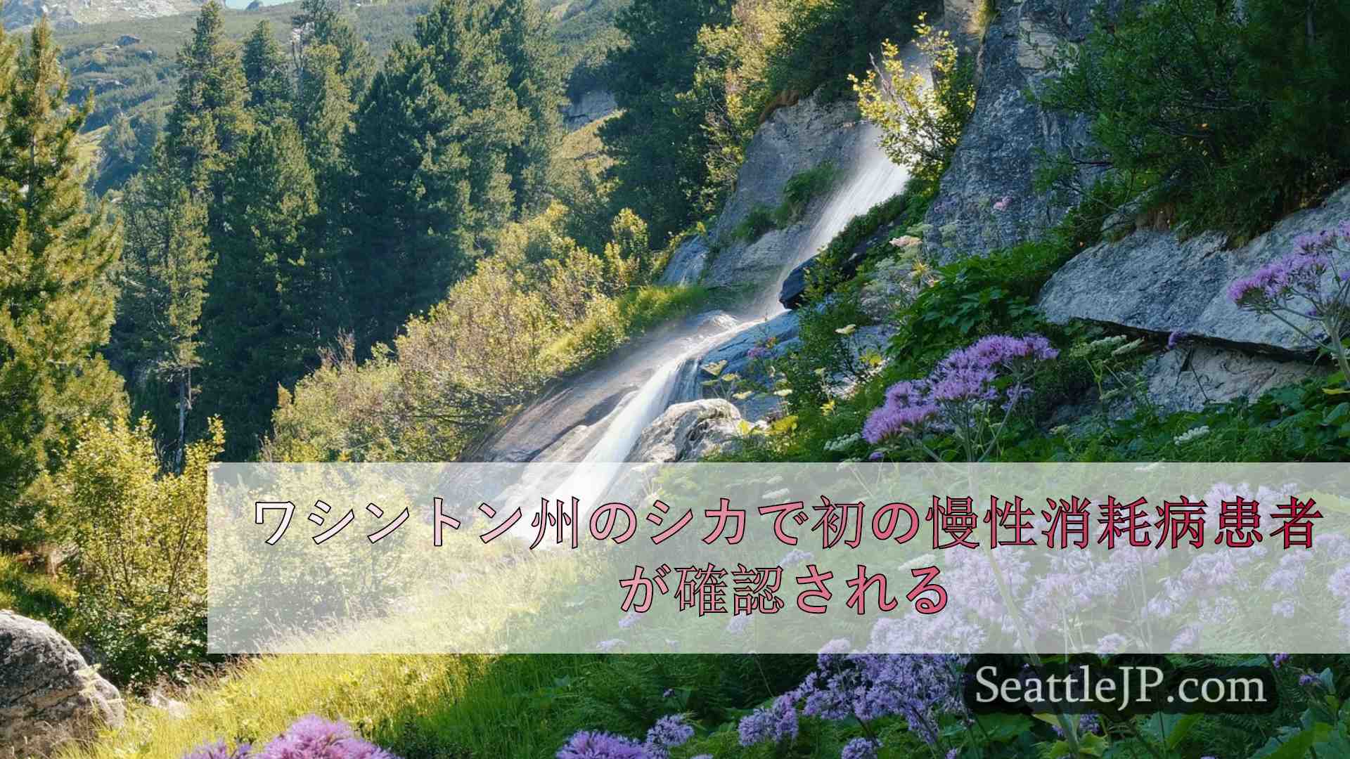シアトルニュース SeattleJP