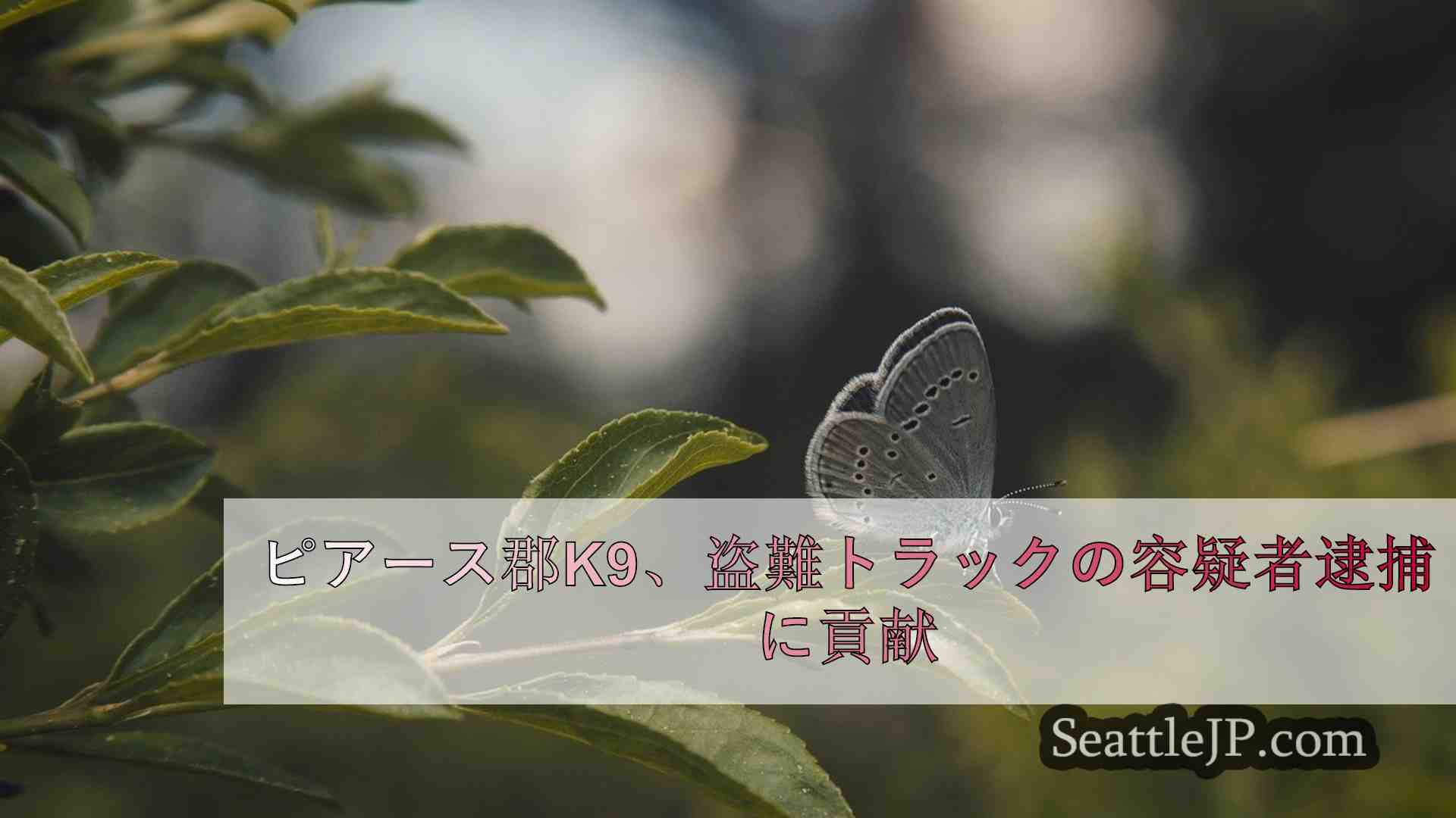 シアトルニュース SeattleJP