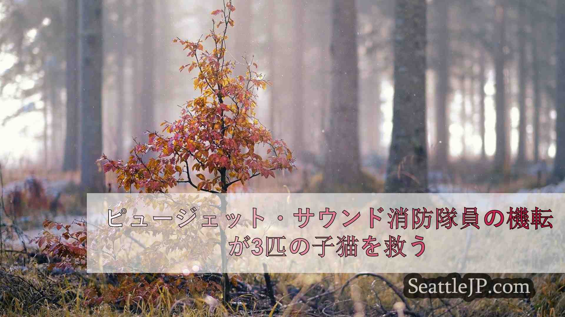 シアトルニュース SeattleJP