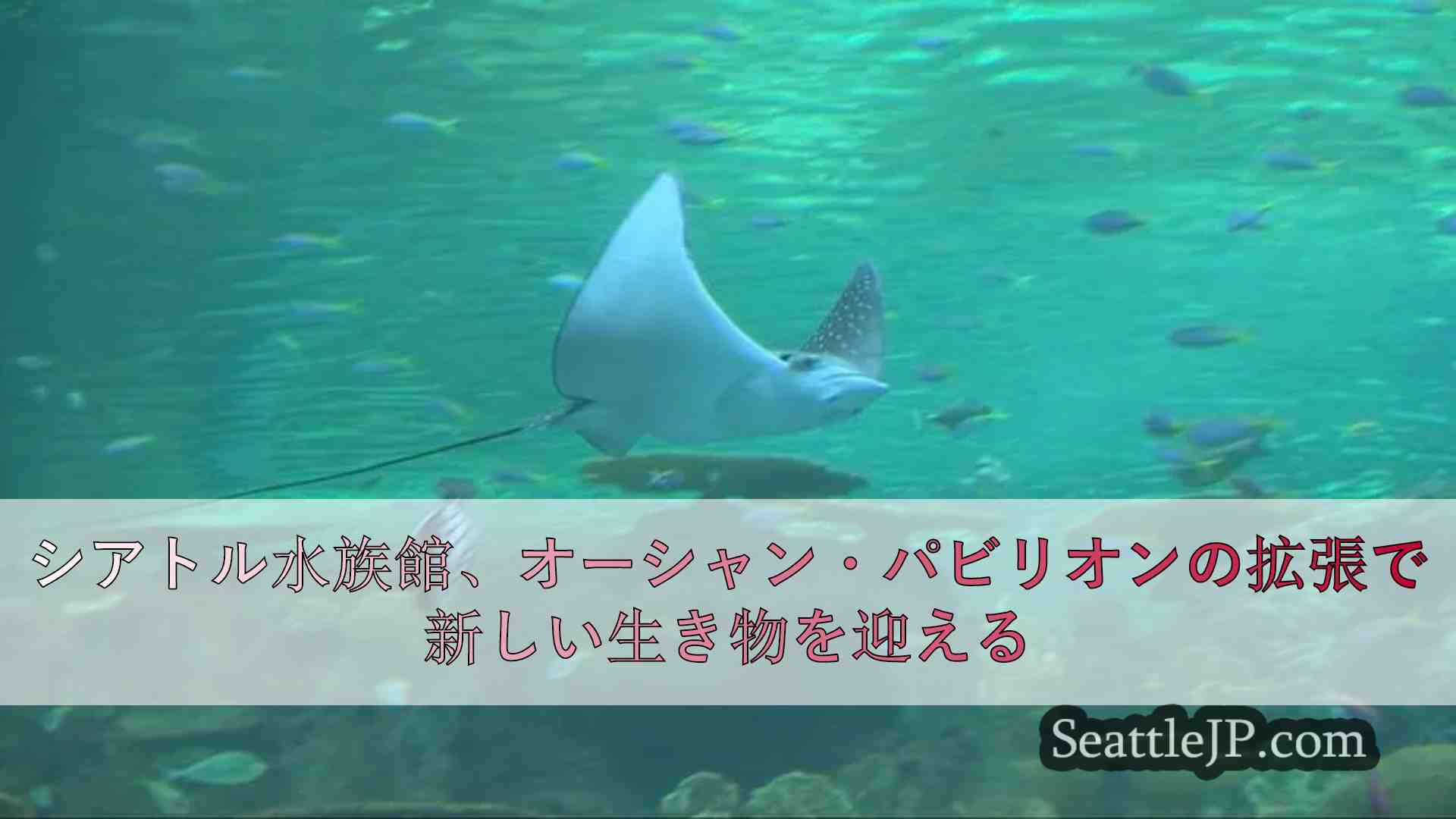 シアトル水族館、オーシャン・パビリオンの拡張で新しい生き物を迎える