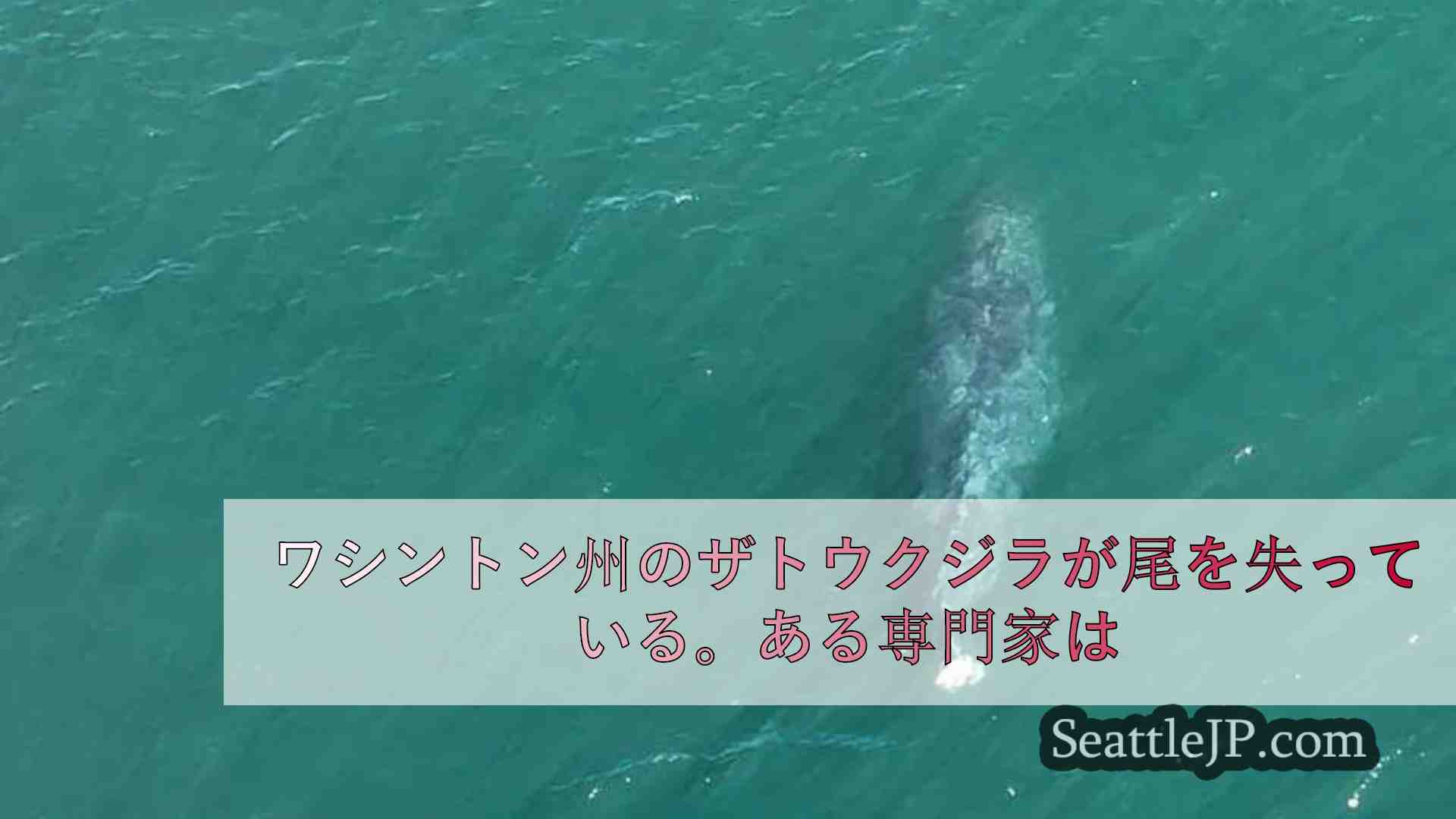 シアトルニュース SeattleJP