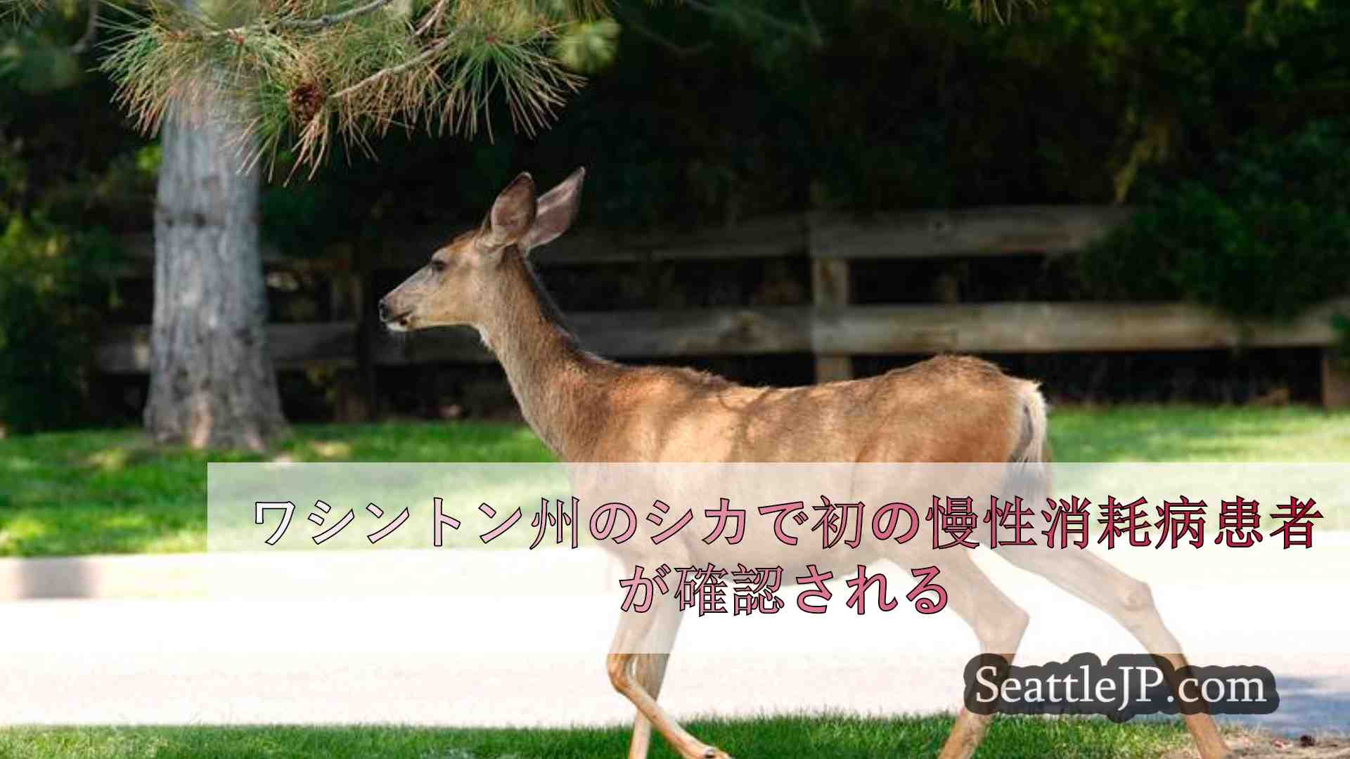 ワシントン州のシカで初の慢性消耗病患者が確認される