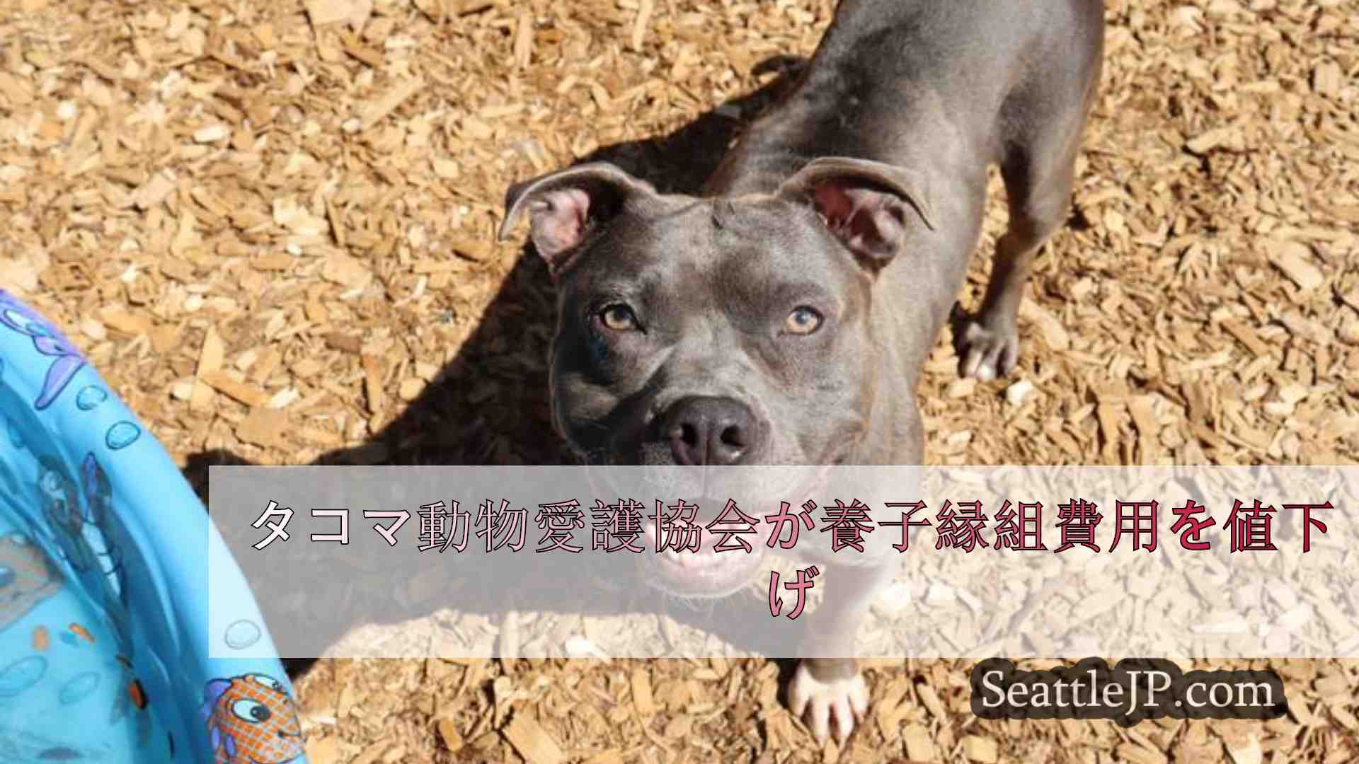 シアトルニュース SeattleJP