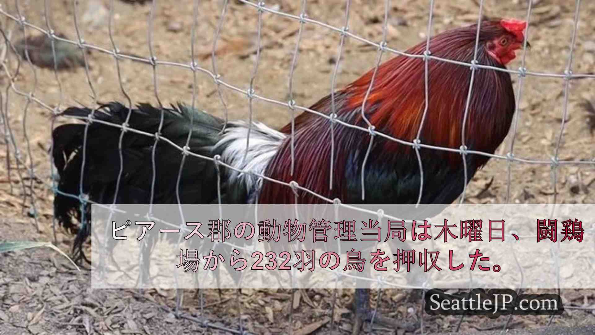 シアトルニュース SeattleJP