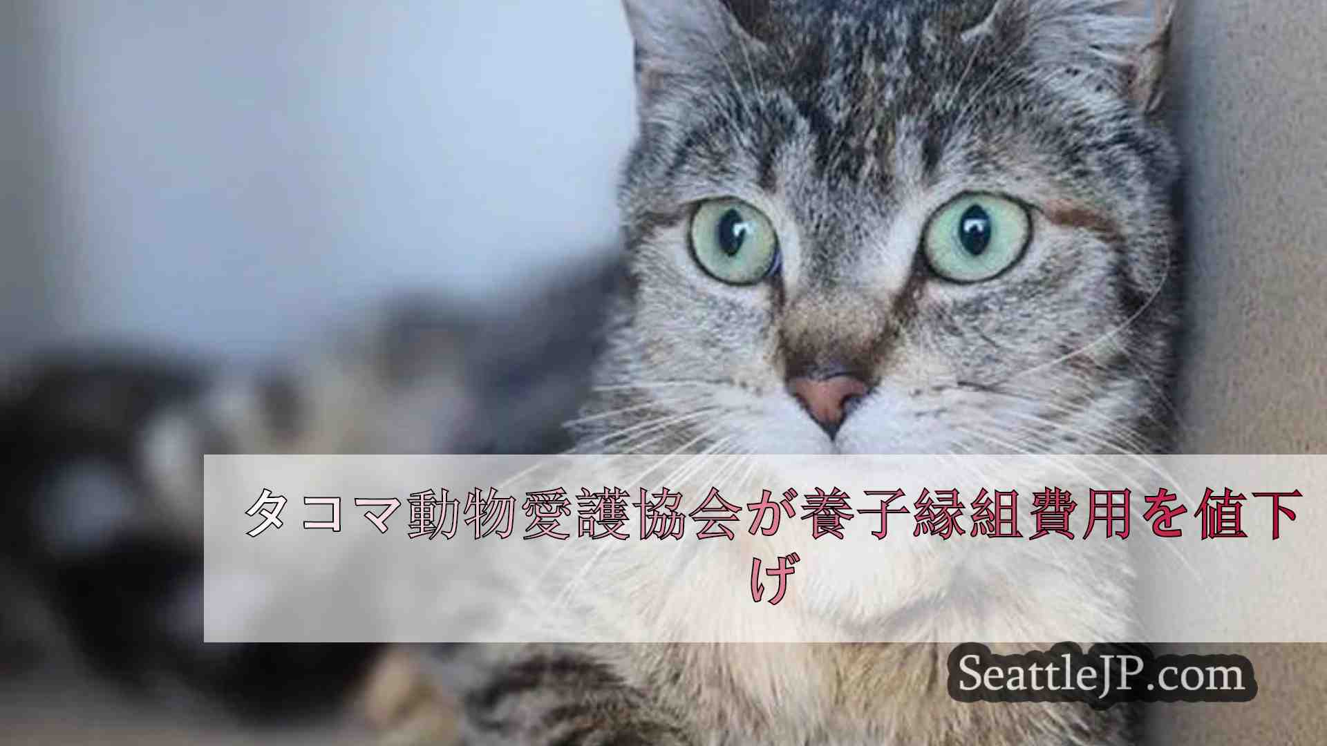 タコマ動物愛護協会が養子縁組費用を値下げ