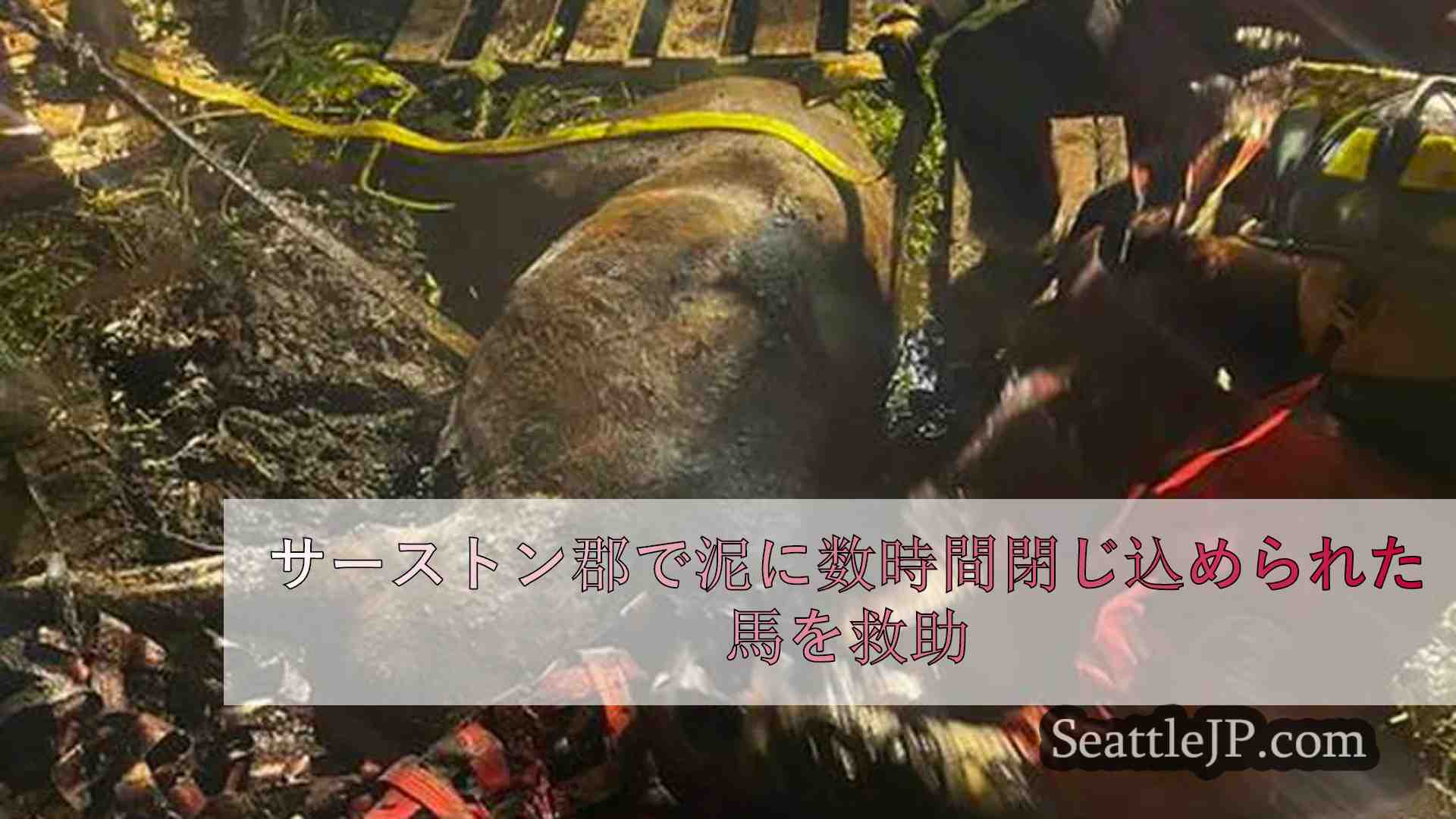 シアトルニュース SeattleJP