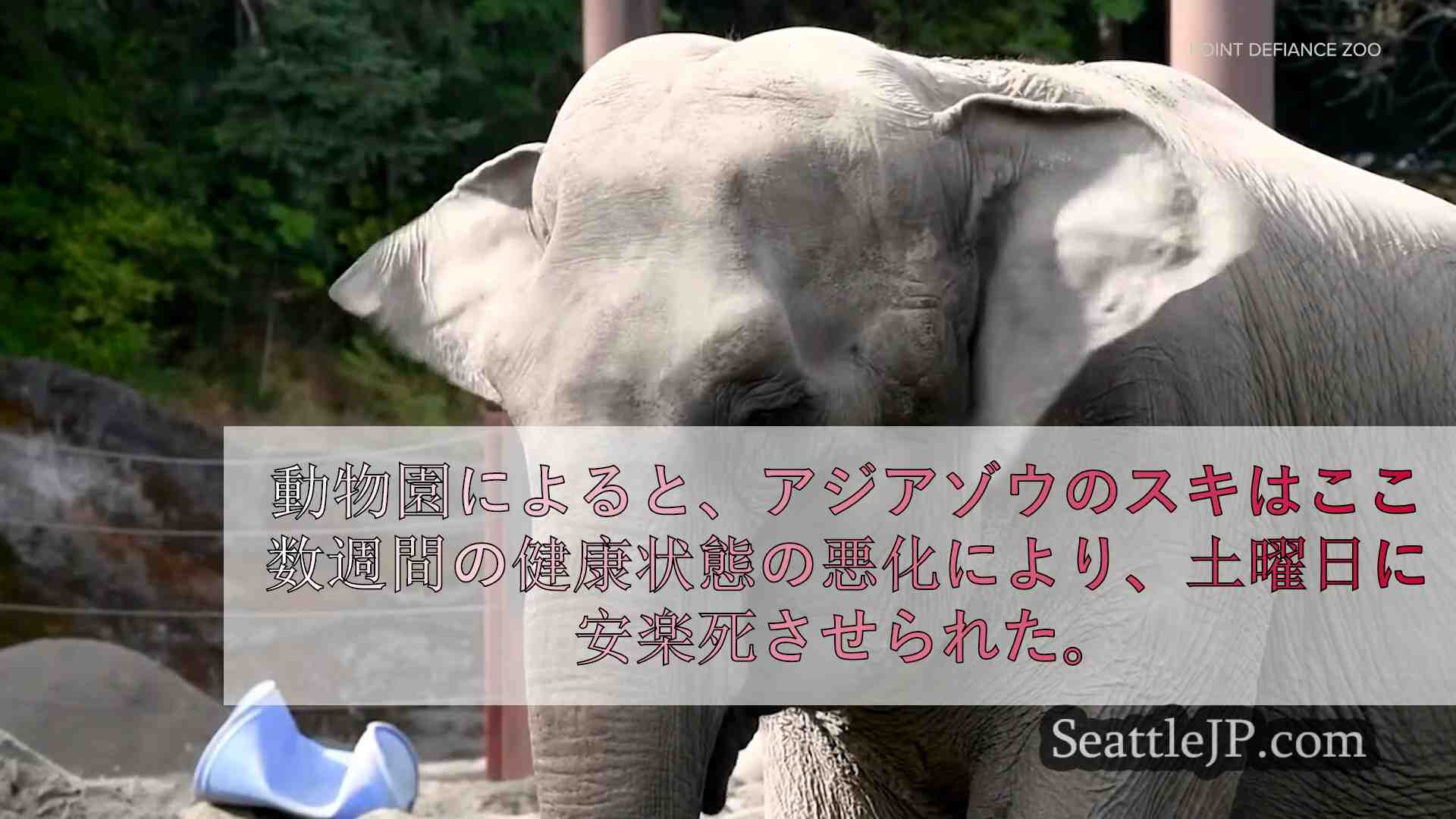 ポイント・デファイアンス動物園の大切なアジアゾウが健康状態の悪化により安楽死させ