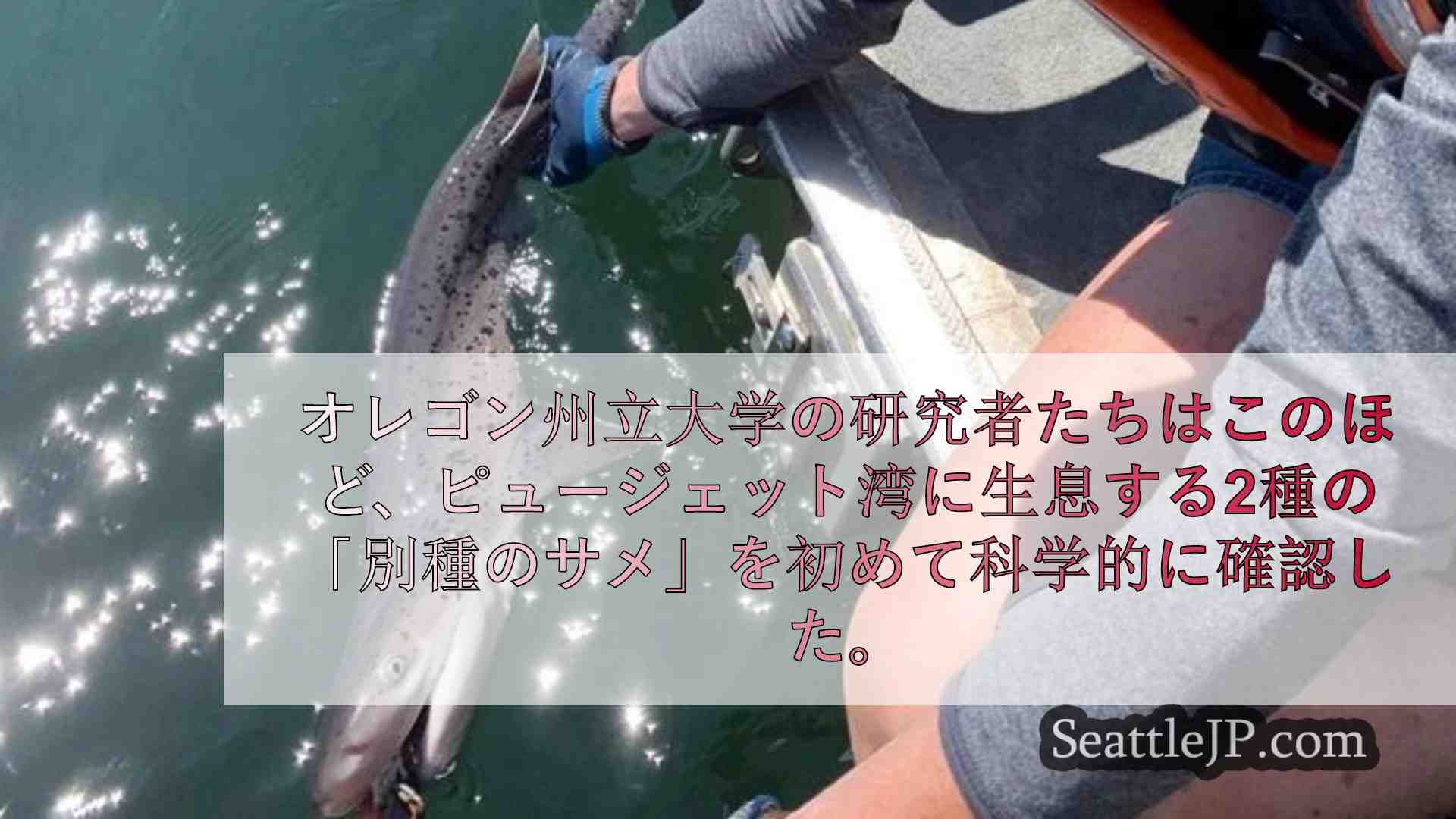 シアトルニュース SeattleJP