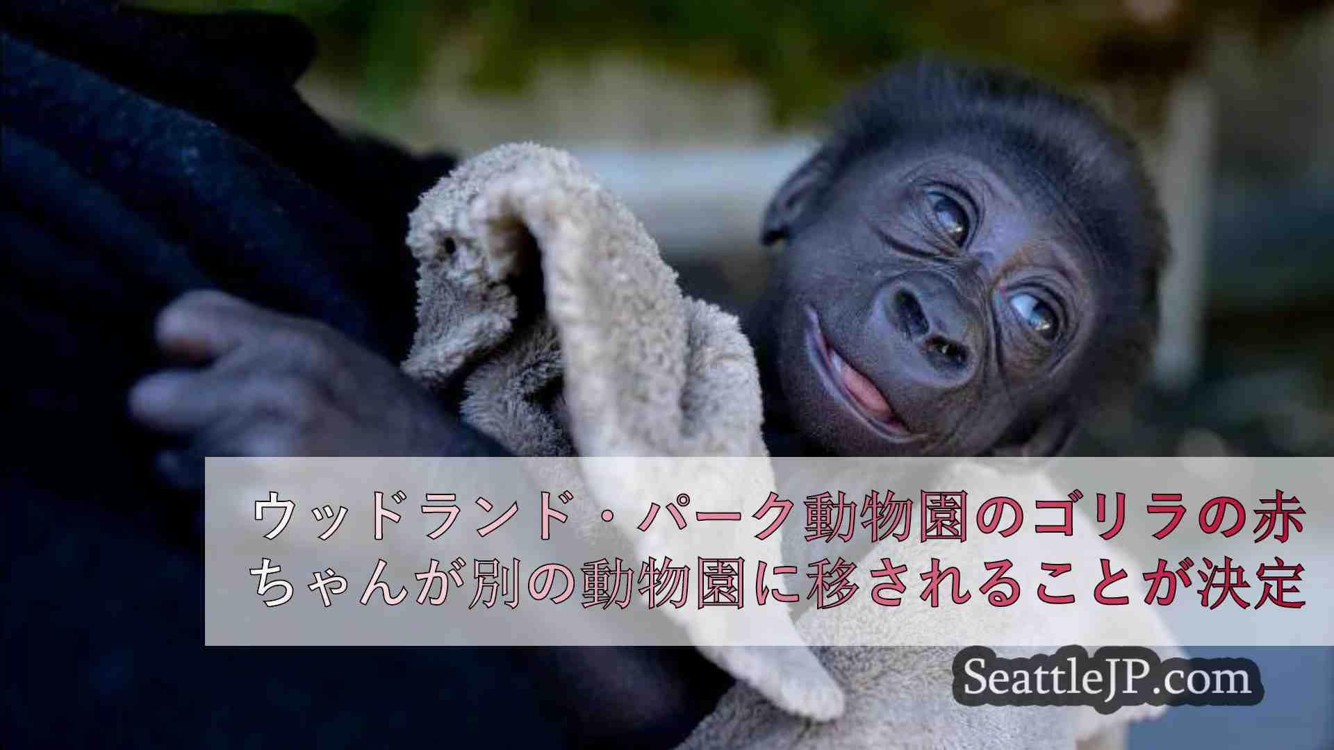 ウッドランド・パーク動物園のゴリラの赤ちゃんが別の動物園に移されることが決定