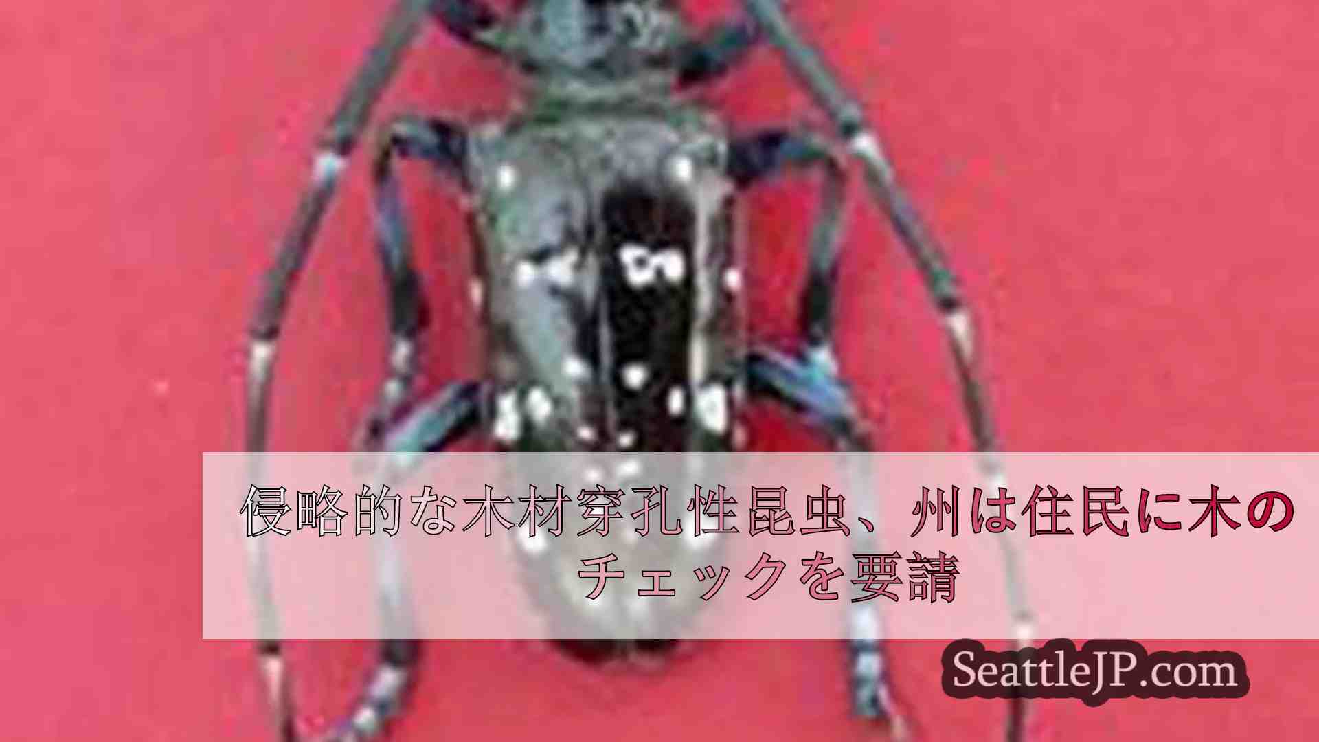侵略的な木材穿孔性昆虫、州は住民に樹木の点検を要請