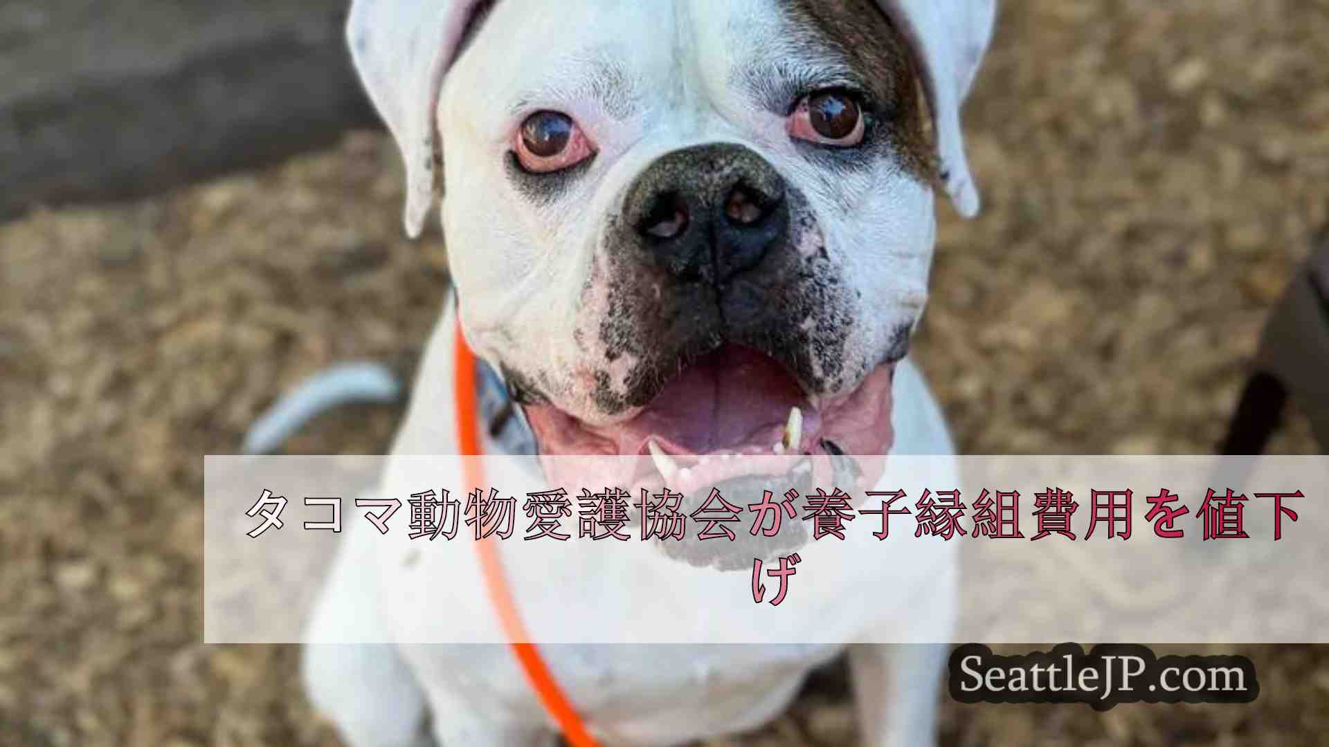 シアトルニュース SeattleJP