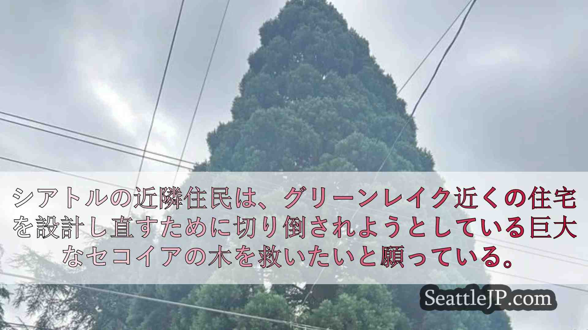 シアトルニュース SeattleJP