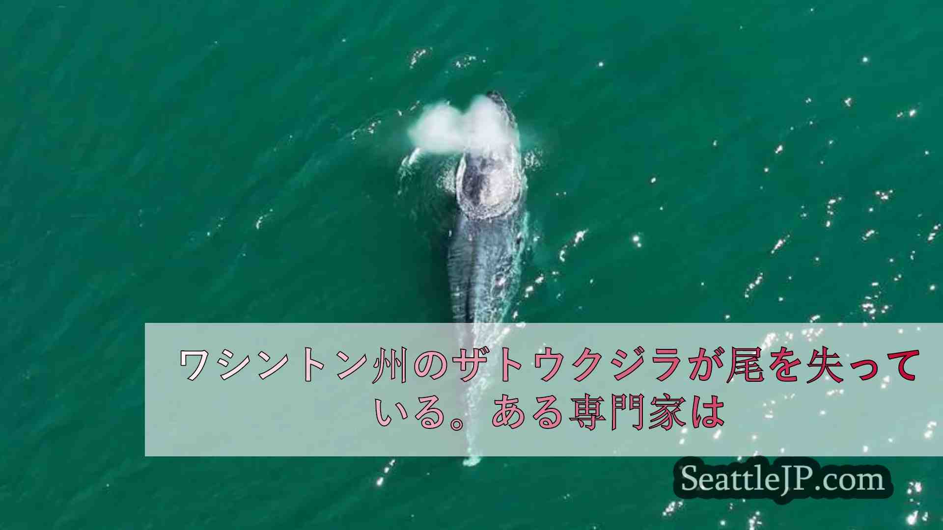 シアトルニュース SeattleJP