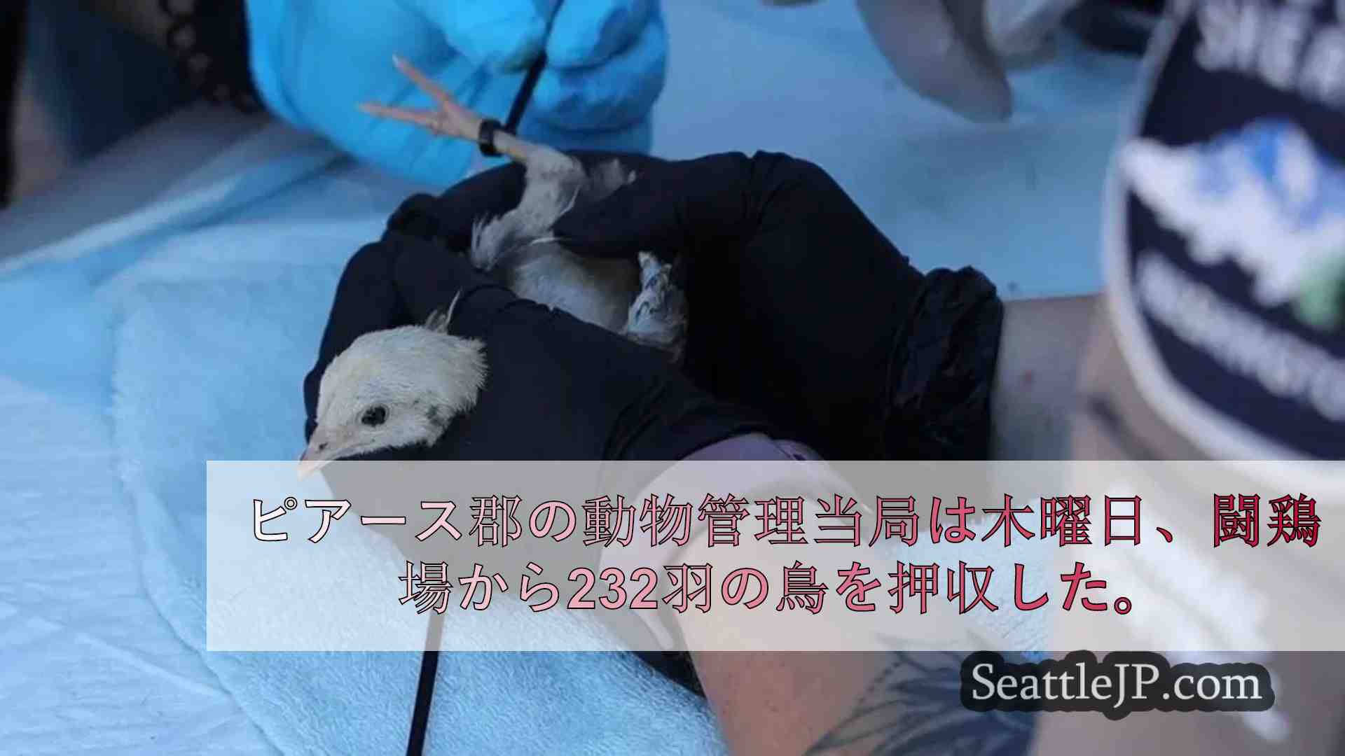 ピアース郡の大規模闘鶏場摘発で232羽を押収