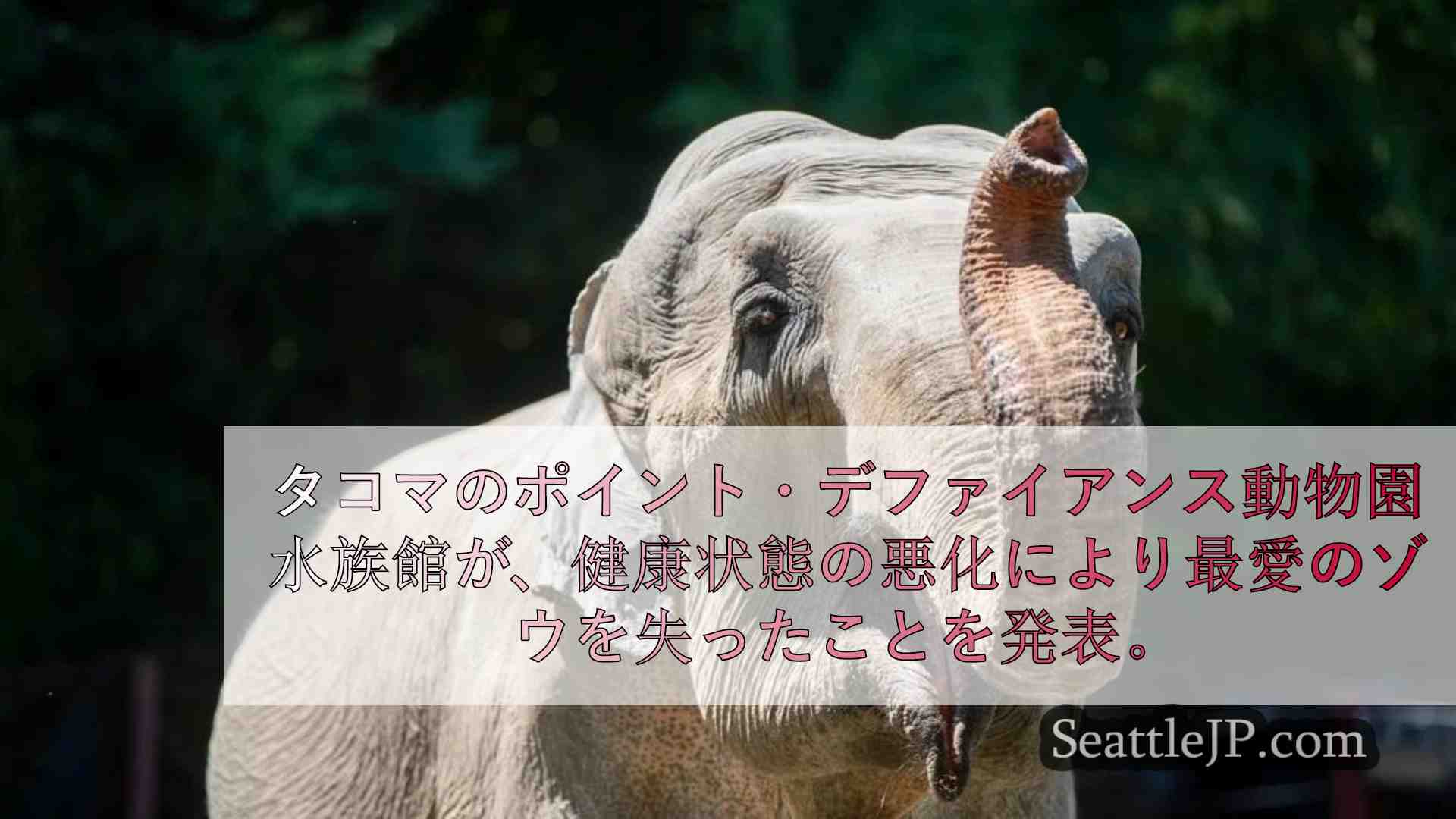 タコマのポイント・ディファイアンス動物園、最愛の老ゾウの死を悼む