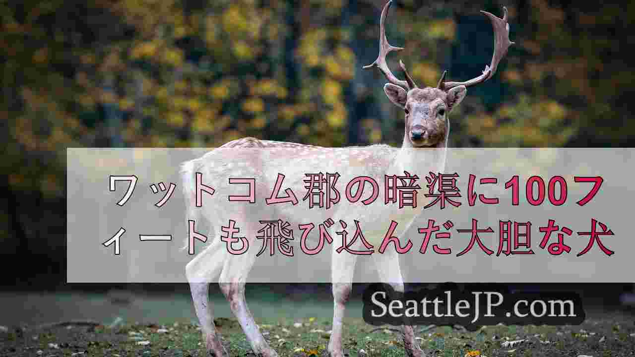 シアトルニュース SeattleJP