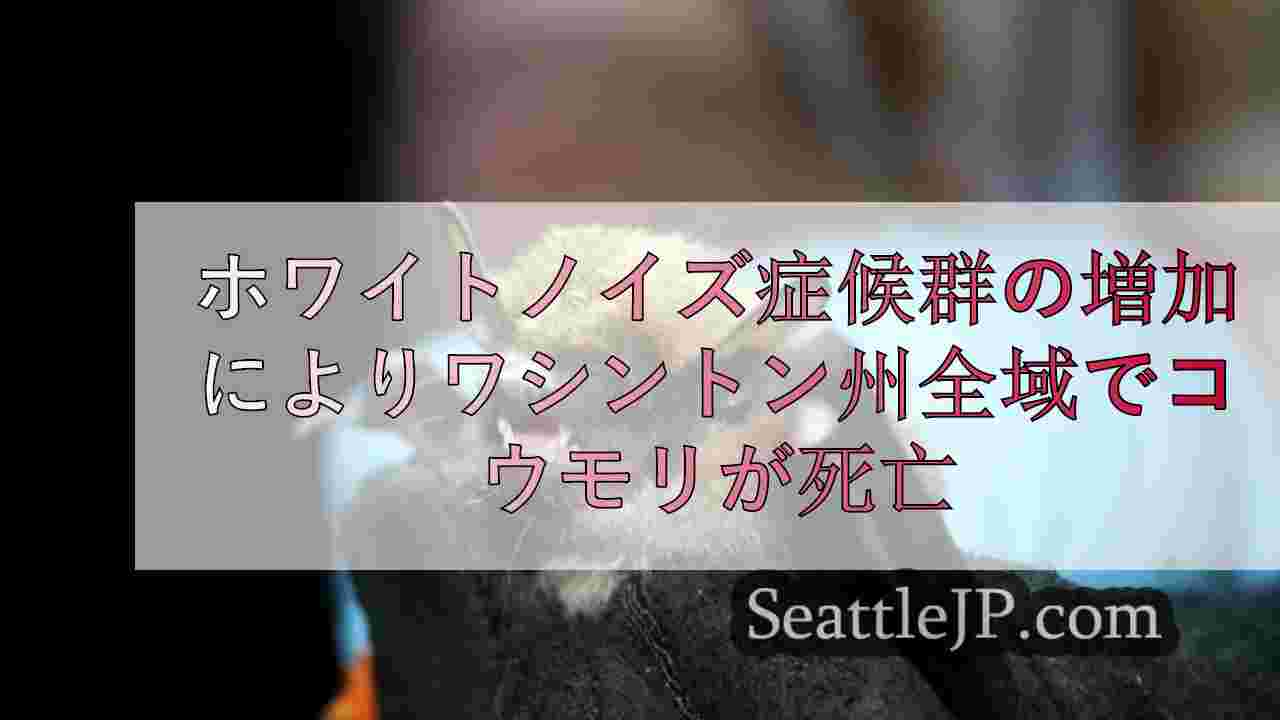 ホワイトノイズ症候群の増加によりワシントン州全域でコウモリが死亡