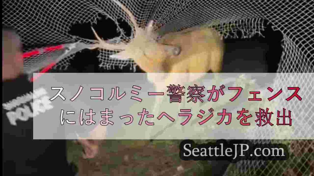 スノコルミー警察がフェンスにはまったヘラジカを救出