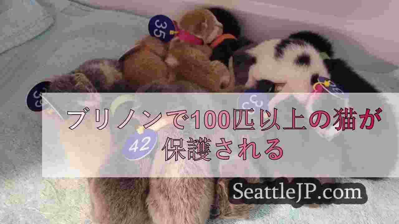 ブリノンで100匹以上の猫が保護される