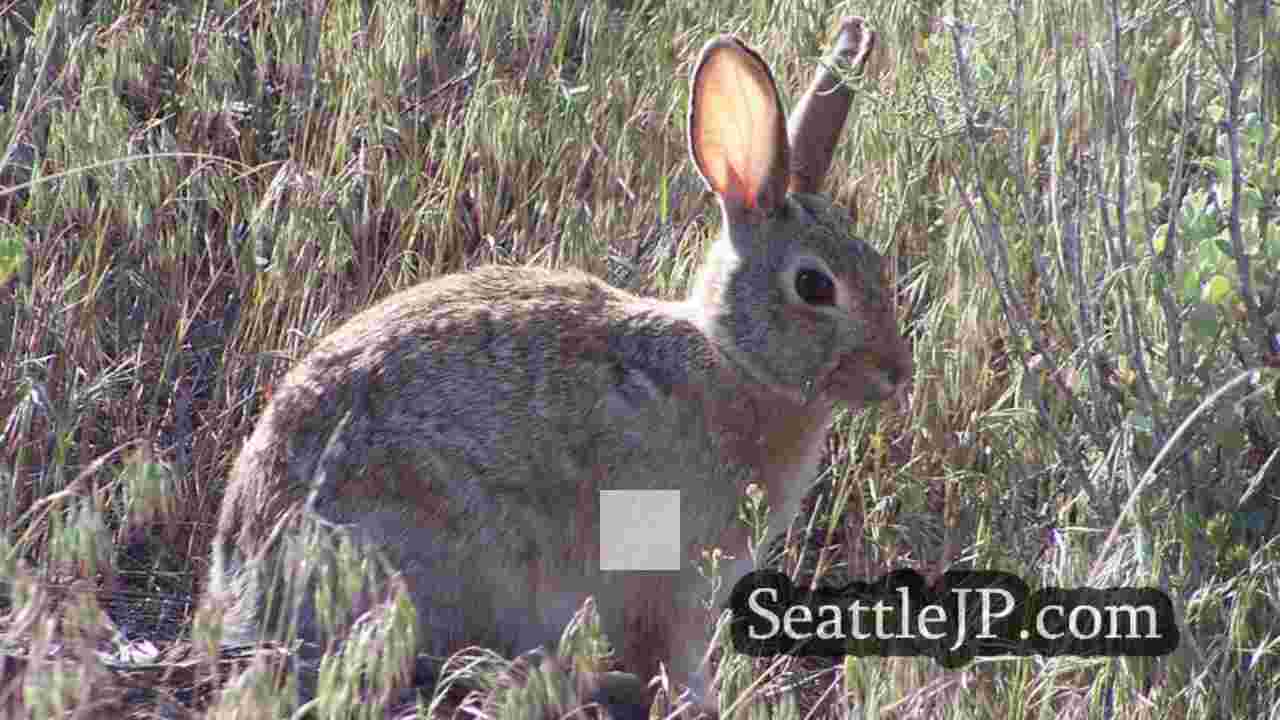 サンファン郡で伝染力の強い致死性のウサギ病を確認