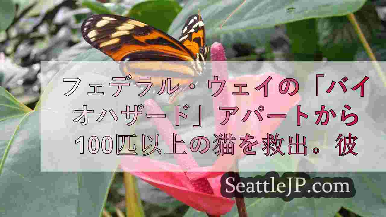 シアトルニュース SeattleJP