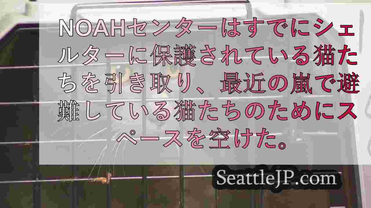 スノホミッシュ郡の動物保護施設にハリケーン被災地から猫や子猫が到着