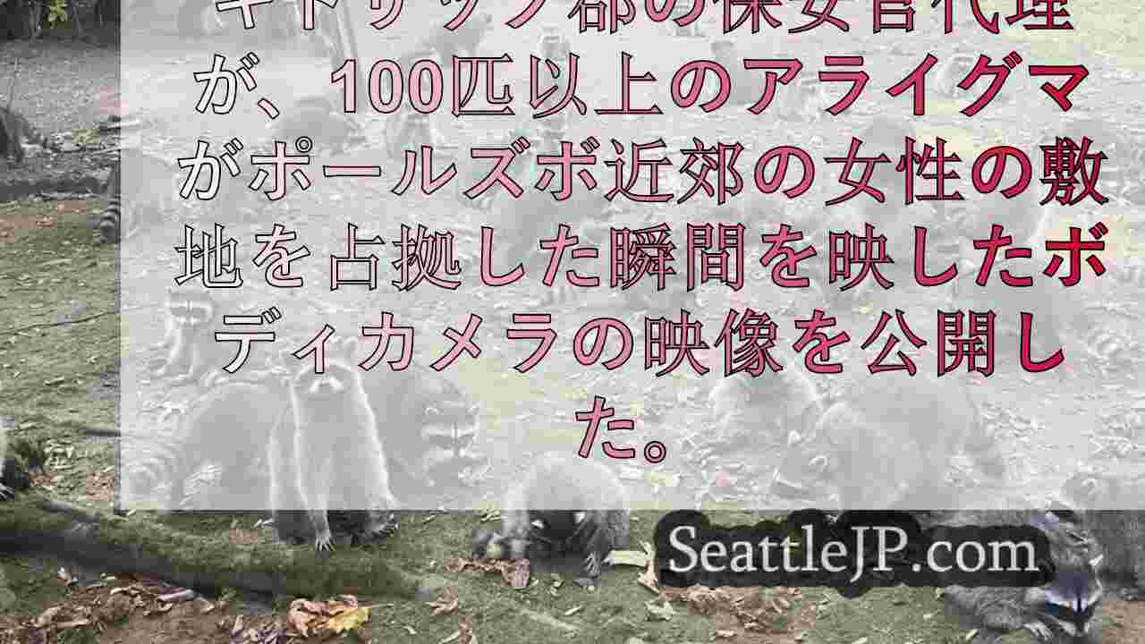 ビデオ 100匹以上のアライグマが次の餌を求めてポールズボの女性の敷地を襲撃