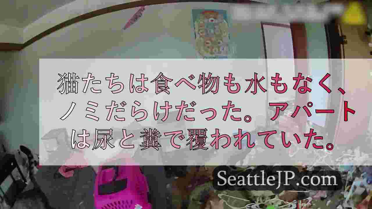 シアトルニュース SeattleJP