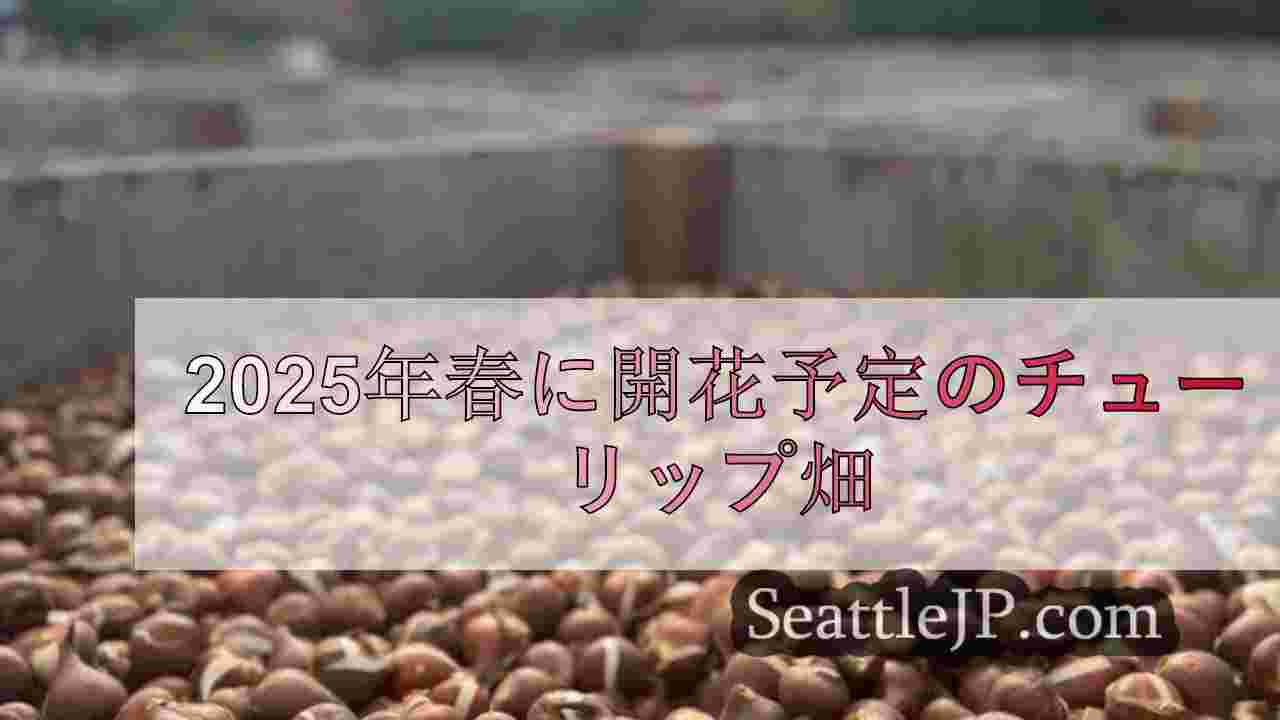 シアトルニュース SeattleJP