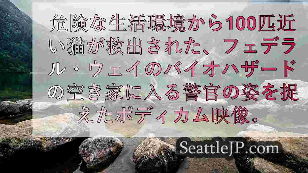 ビデオ 西オーストラリア州の廃屋から約100匹の猫が救出される