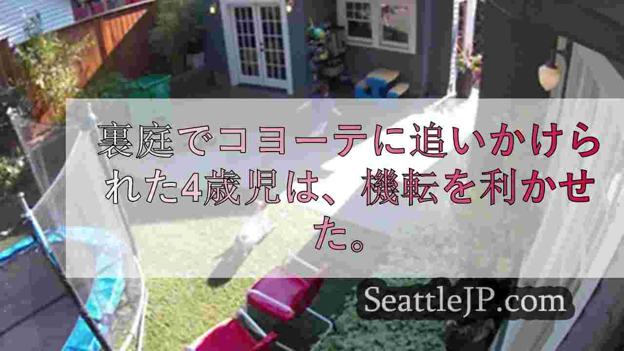 パパ、コヨーテがいるよ！裏庭でコヨーテに遭遇した少女