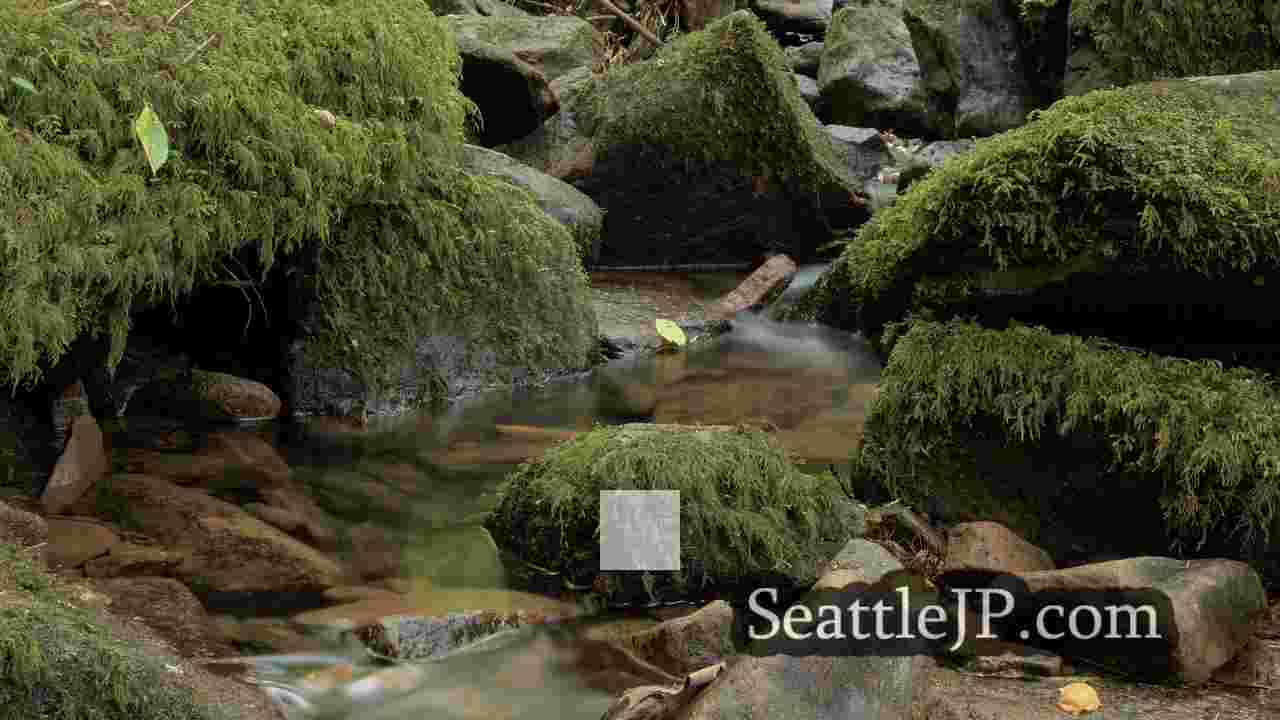 シアトルニュース SeattleJP