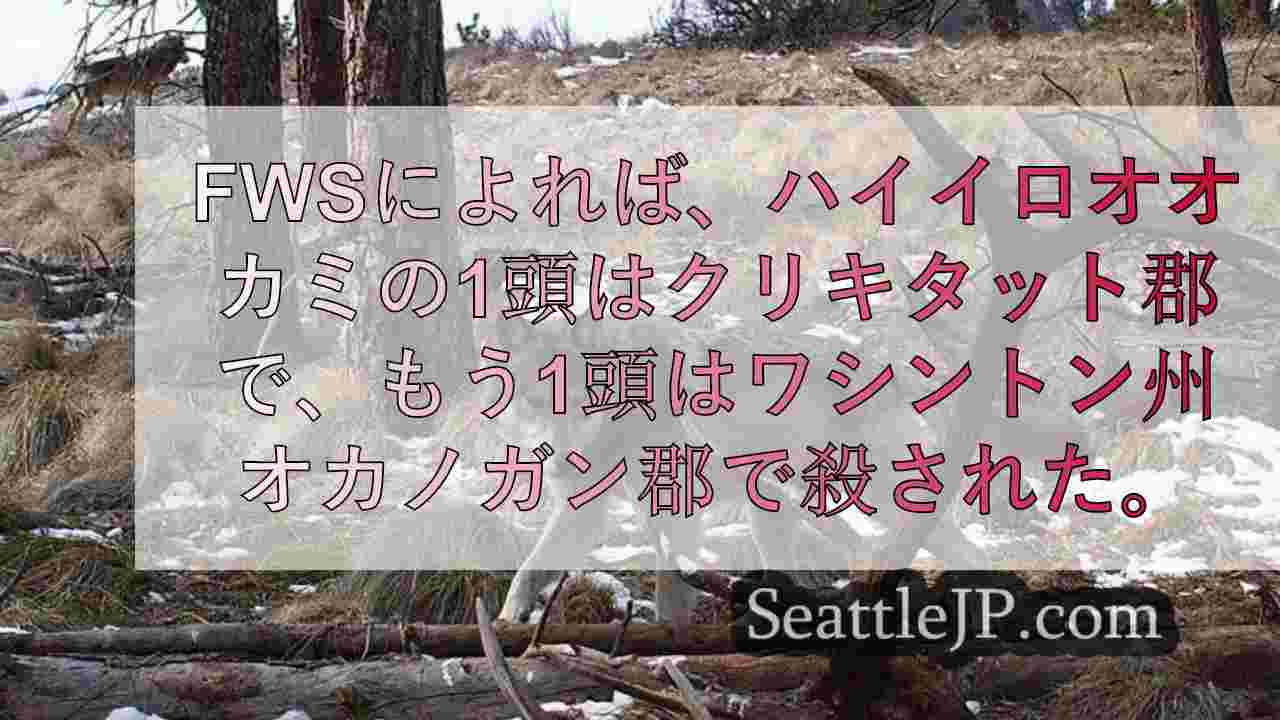 ワシントン州で殺された絶滅危惧種のハイイロオオカミに関する情報に1万ドルの報奨金