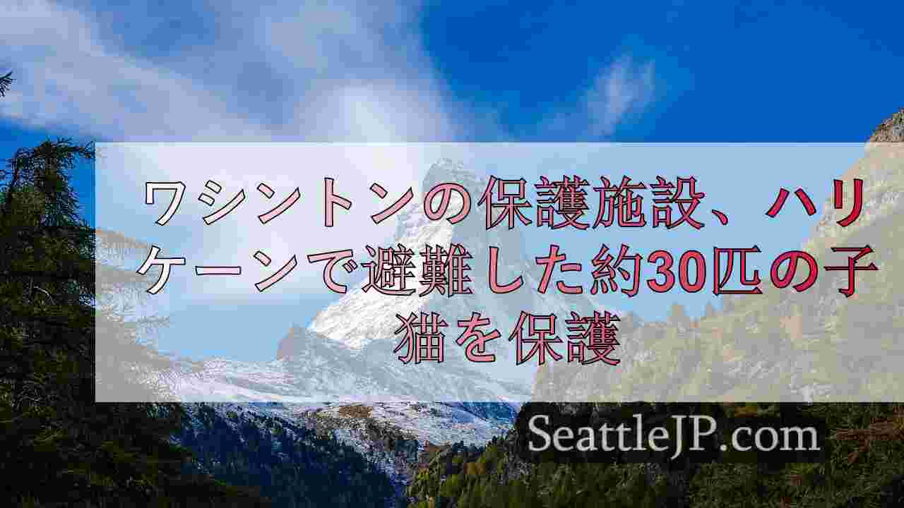 ワシントンの保護施設、ハリケーン「ヘリーン」で避難した約30匹の子猫を保護