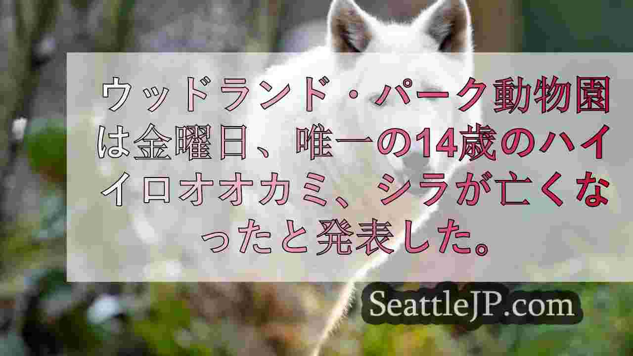 ウッドランド・パーク動物園、最後のハイイロオオカミ、14歳のシーラの死を悼む