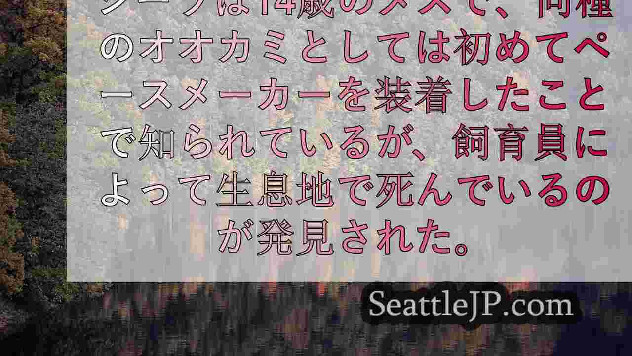 シアトルニュース SeattleJP