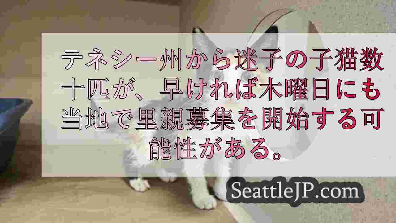 60匹近くの子猫がシアトルに到着、ハリケーンの救助後里親を募集中