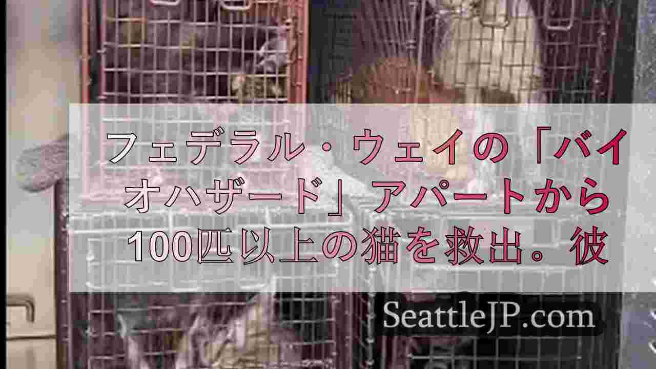 フェデラルウェイの「バイオハザード」アパートから100匹以上の猫を救出。あなたが