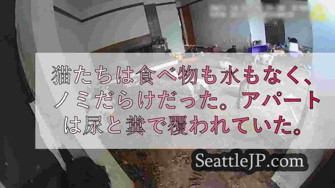 フェデラルウェイのアパートで遺棄された100匹以上の猫の救出作業が進行中 数日前