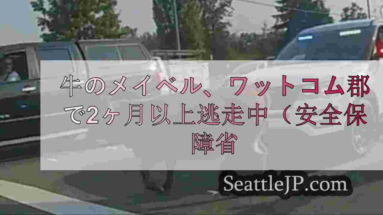 ワットコム郡で2ヶ月以上逃亡していた牛のメイベルが無事捕獲された。