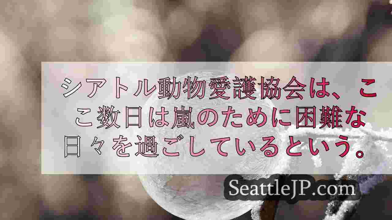 シアトルニュース SeattleJP