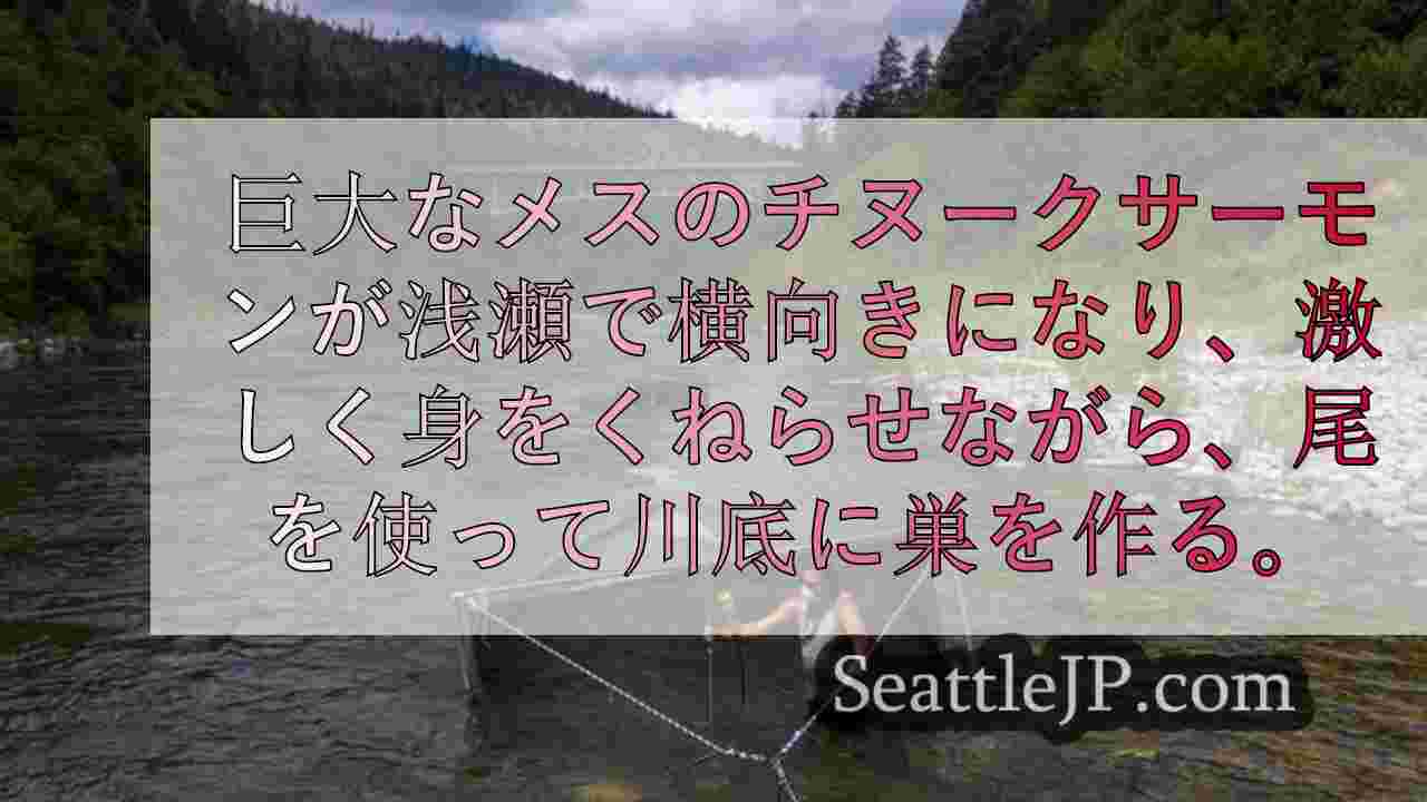 シアトルニュース SeattleJP