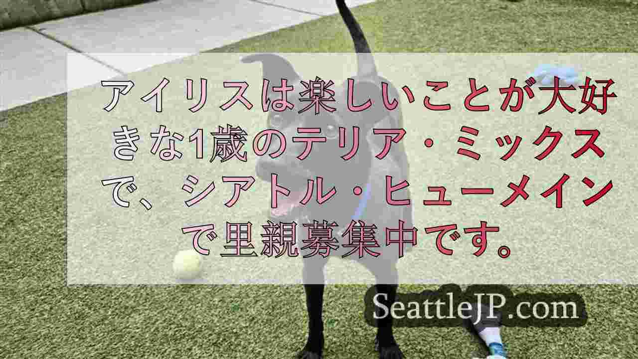 今週のペット