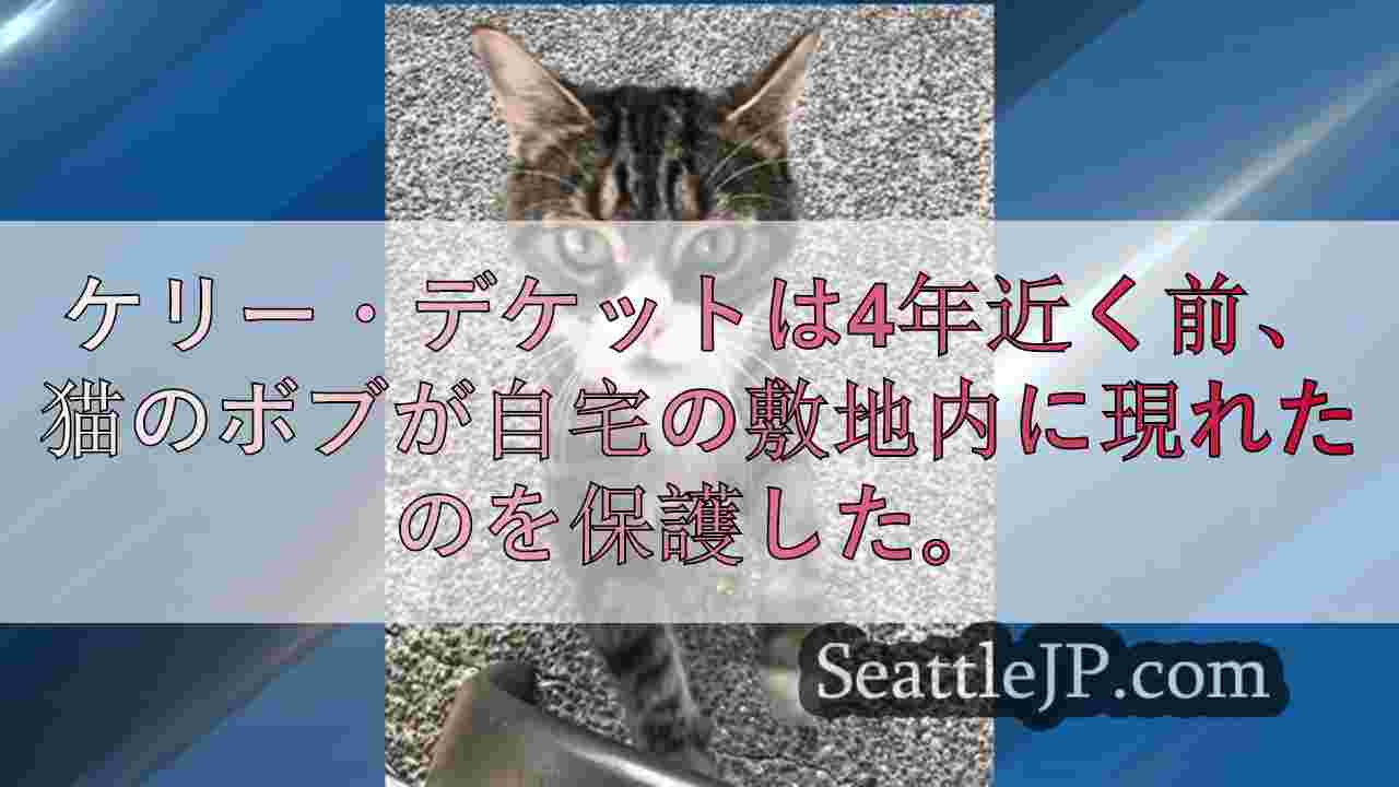 私は彼を手放さなかった」： ピアース郡の女性、養猫の返還を求めて法廷で争う