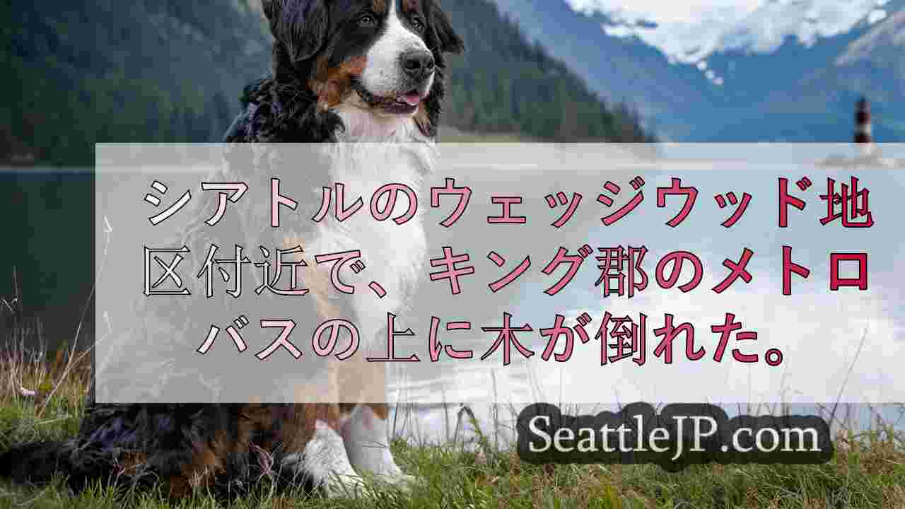 シアトルニュース SeattleJP
